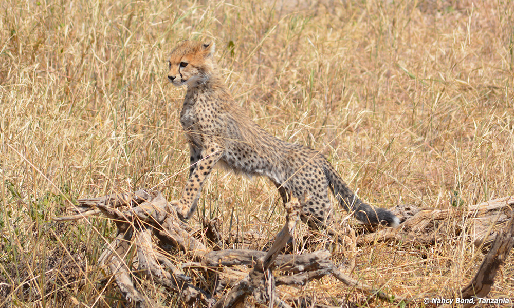 Cheetah cub searches for prey.