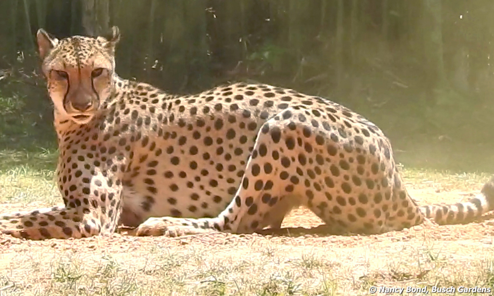 Cheetah who just finished running at Busch Gardens.