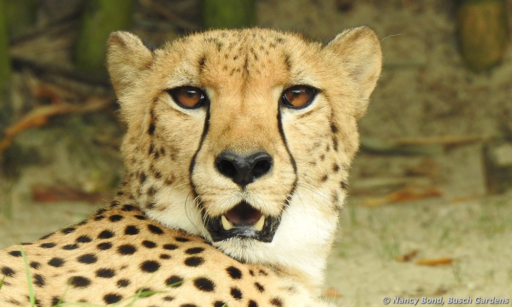 The cheetah is an incredibly beautiful creature.