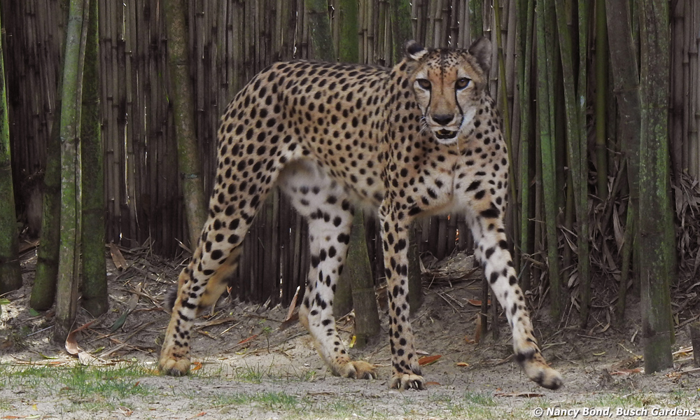 The fast sprint is exhausting for cheetahs.