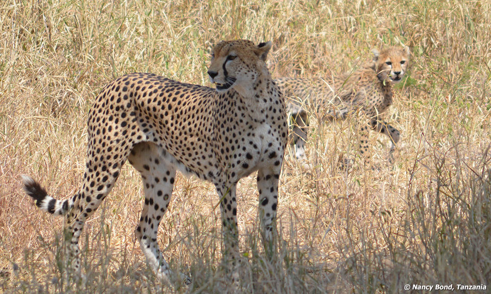 Cheetah mother and child on the hunt.
