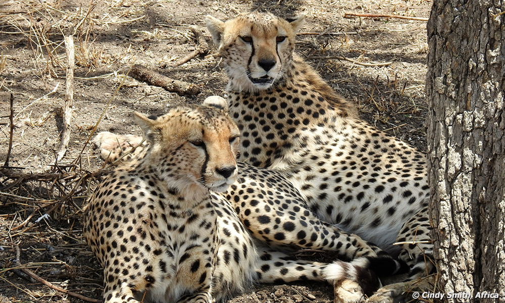 Cheetahs relaxing in Africa.