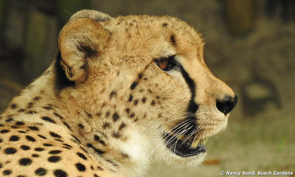This cheetah profile picture shows her small rounded ears.