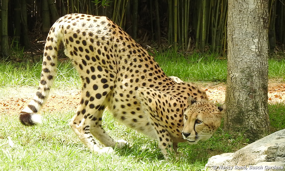 This cheetah smells the surrounding scents and then sprays.