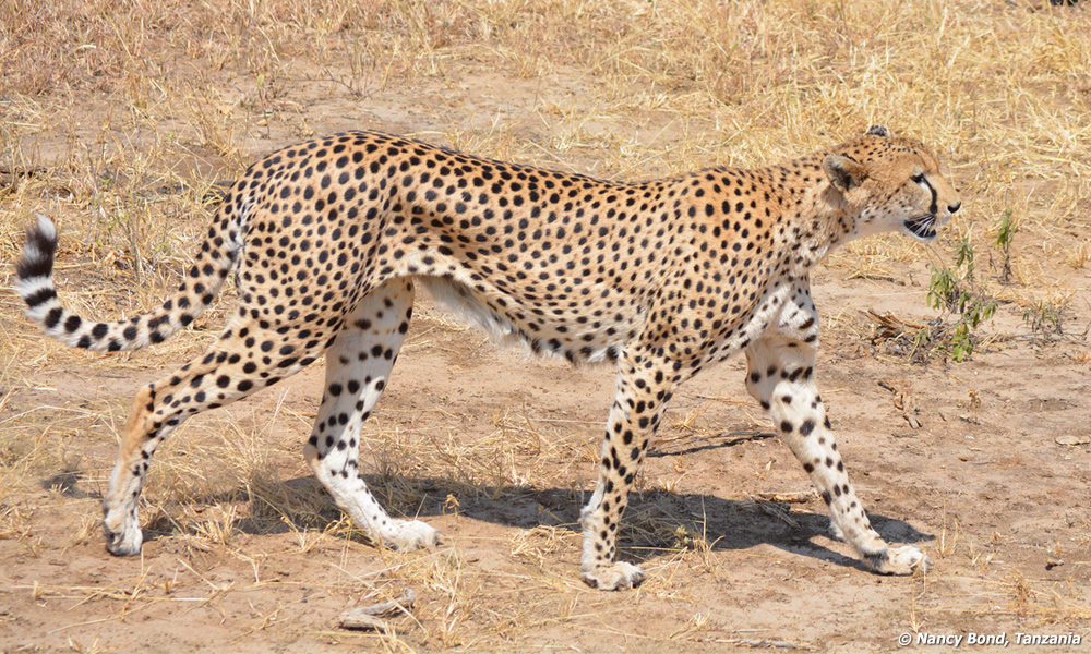 Cheetah mother teaching her young to hunt.