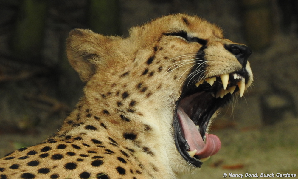 After a hot day in the sun, this cheetah is ready for a nap.