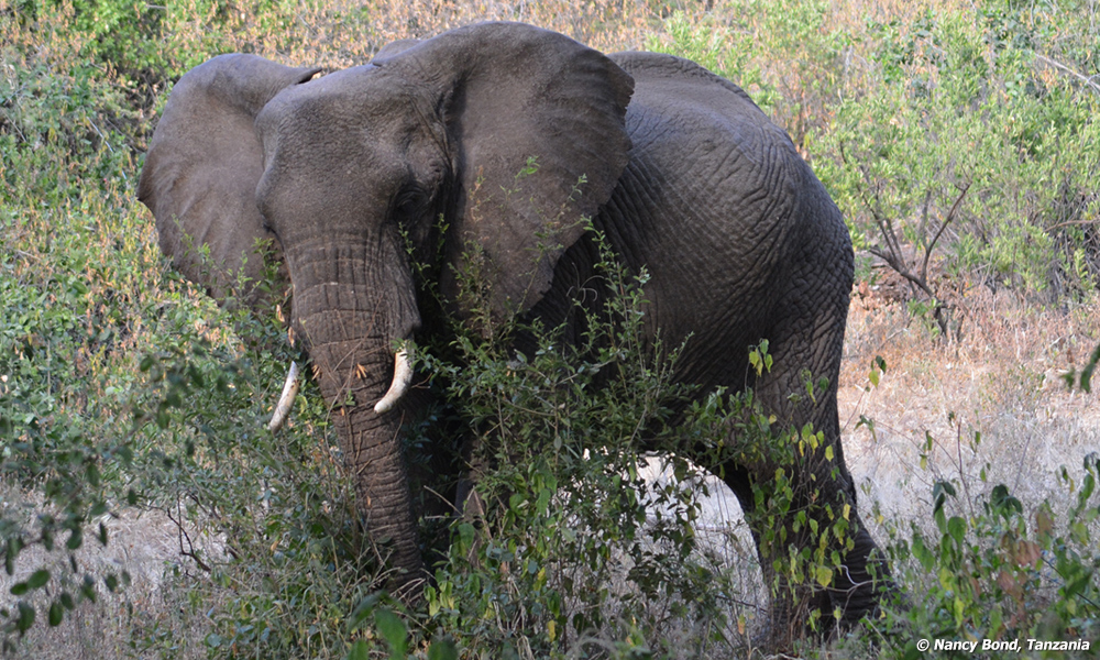 African Elephant kicking at the base of the bush to loosen the dirt.