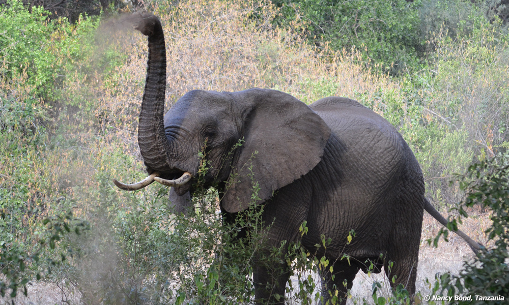 African Elephant taking a dirt bath.