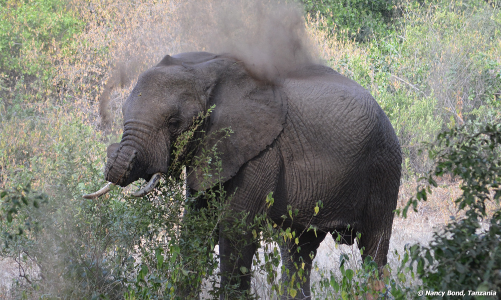 The dirt bath helps with parasites and bugs for African Elephants.