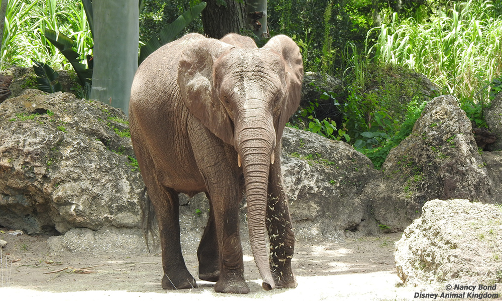 African Elephants have long trunks.
