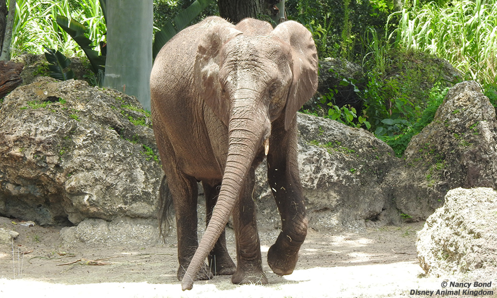 African Elephants use their trunks as a tool.