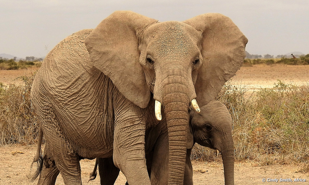 African Elephant Up Close Look