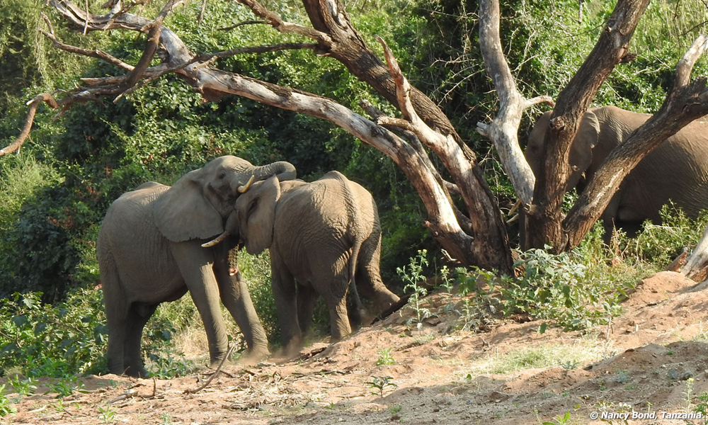 These African Elephants are coming together probably have not seen each other in a while.