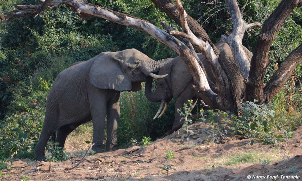 African Elephants have great compassion for one another.