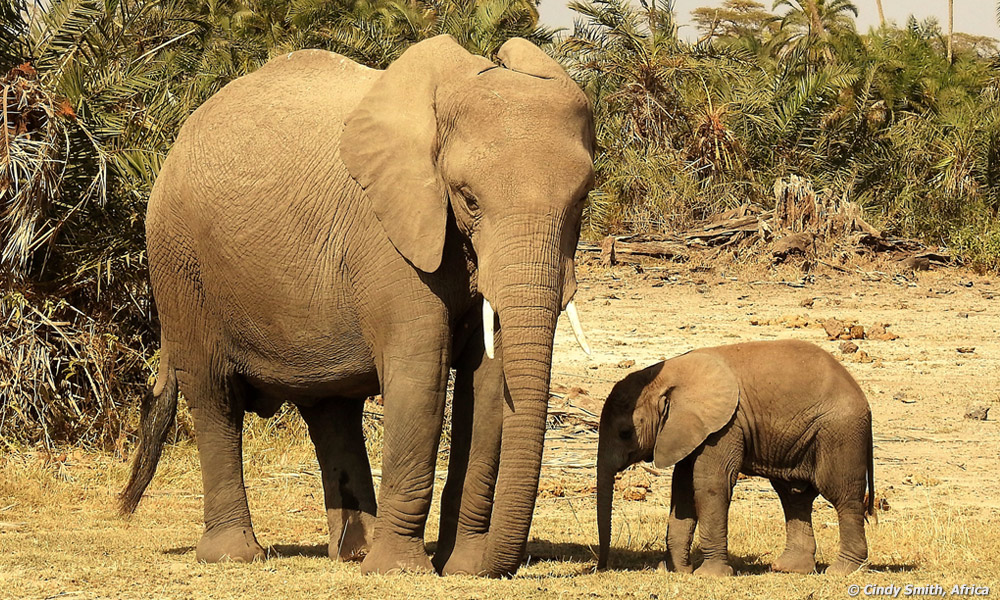 African Elephants Small and Large