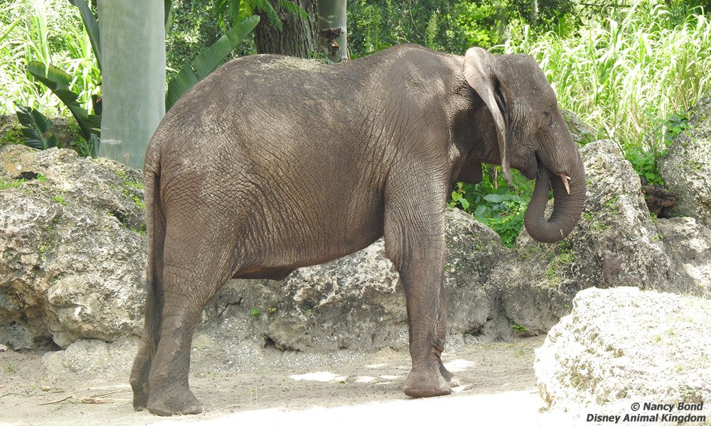 African Elephants eat and drink with their mouths - not their trunks.