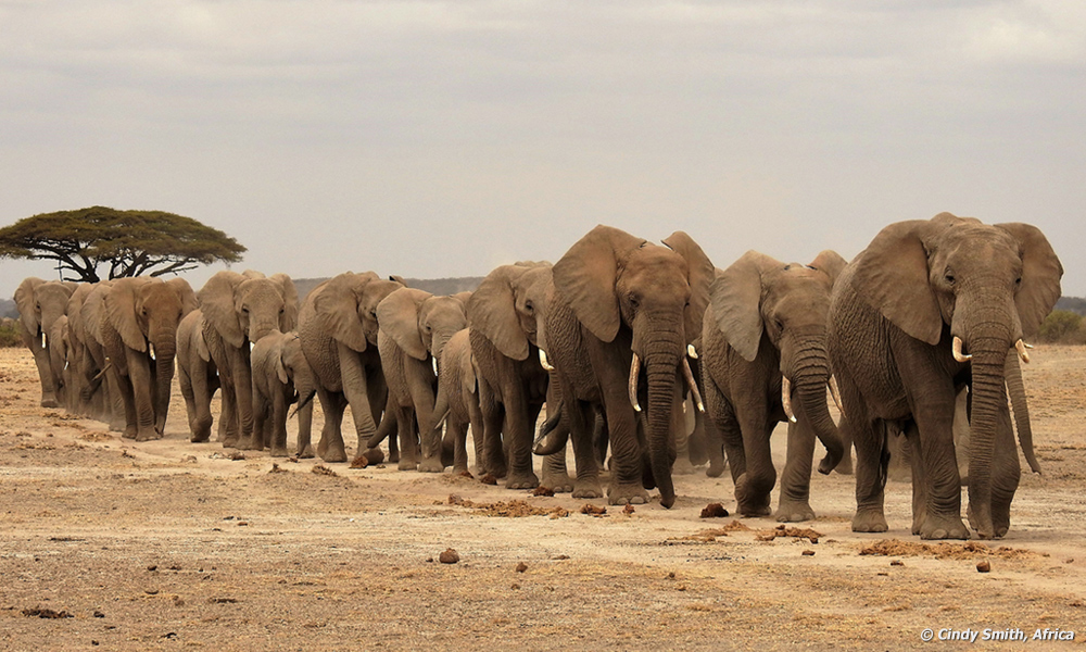 African Elephants are on the move.