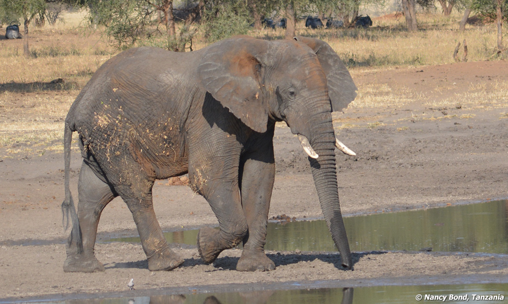 African Elephant going to the water.