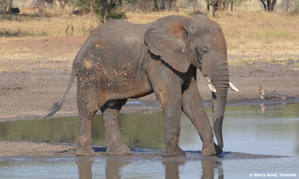 African Elephant at the water