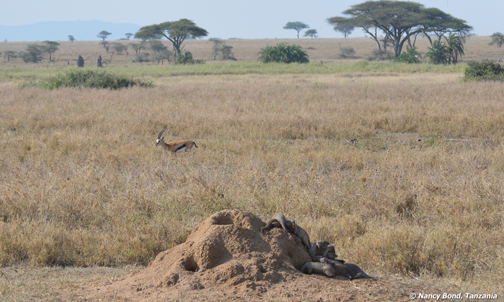 Thomson's Gazelle drinking from stream in Serengeti