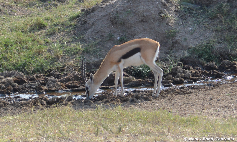 Thomson's Gazelle drinking from stream in Serengeti