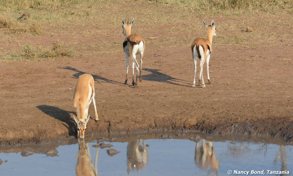 Thomson's Gazelle drinking from stream in Serengeti