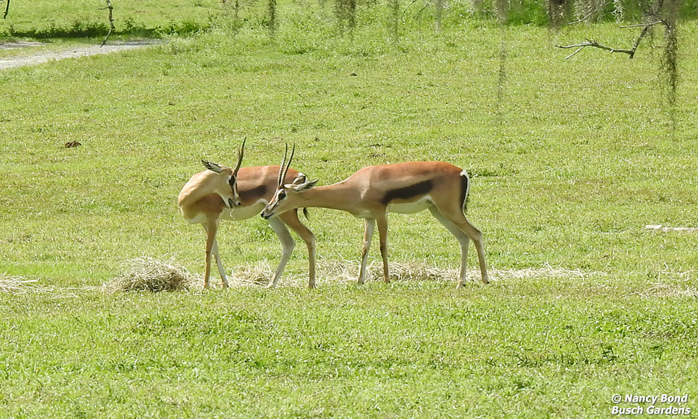 Thomson's Gazelles eating at Busch Gardens as seen from train.