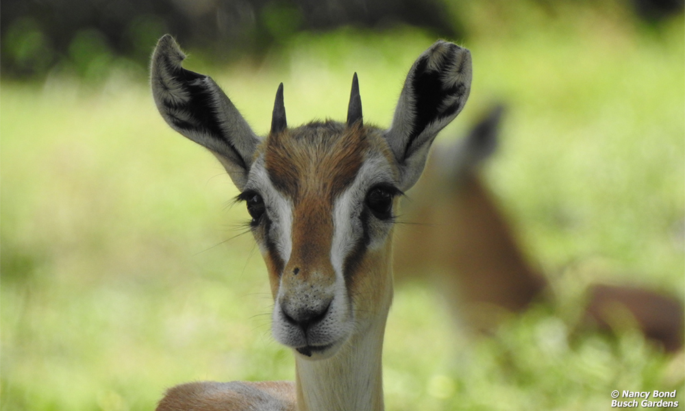 Thomson's Gazelle drinking from stream in Serengeti