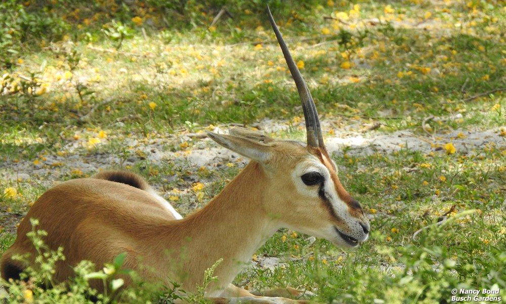 Thomson's Gazelle drinking from stream in Serengeti