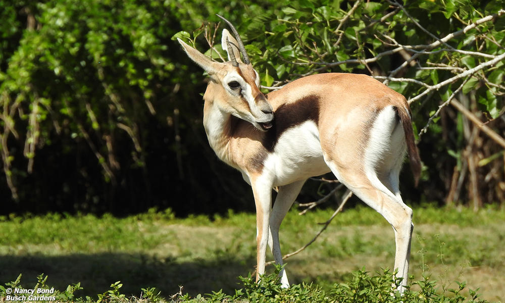 Thomson's Gazelle drinking from stream in Serengeti
