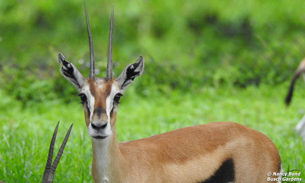 Thomson's Gazelle male with long horns.