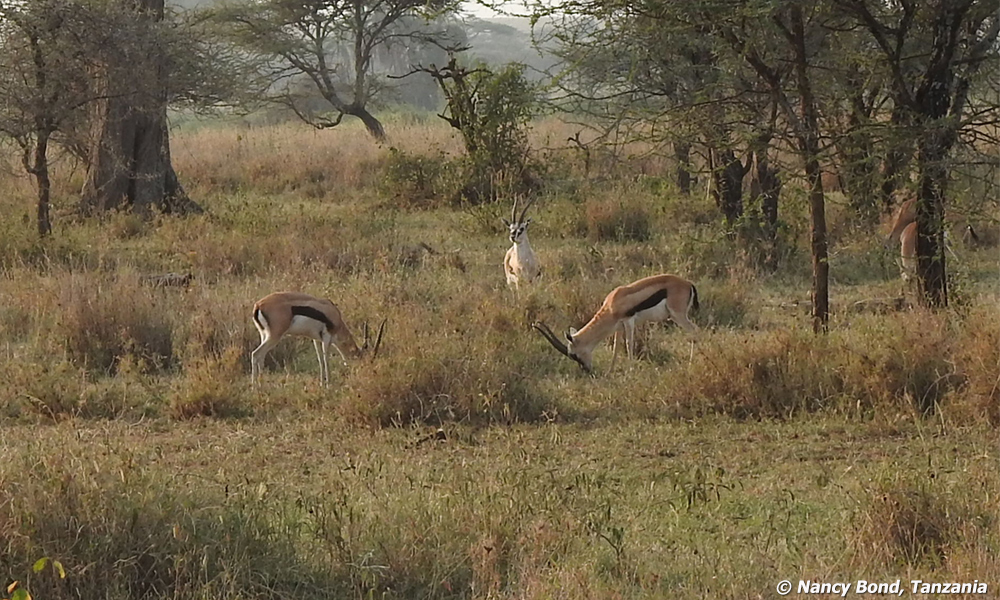 Thomson's Gazelle drinking from stream in Serengeti