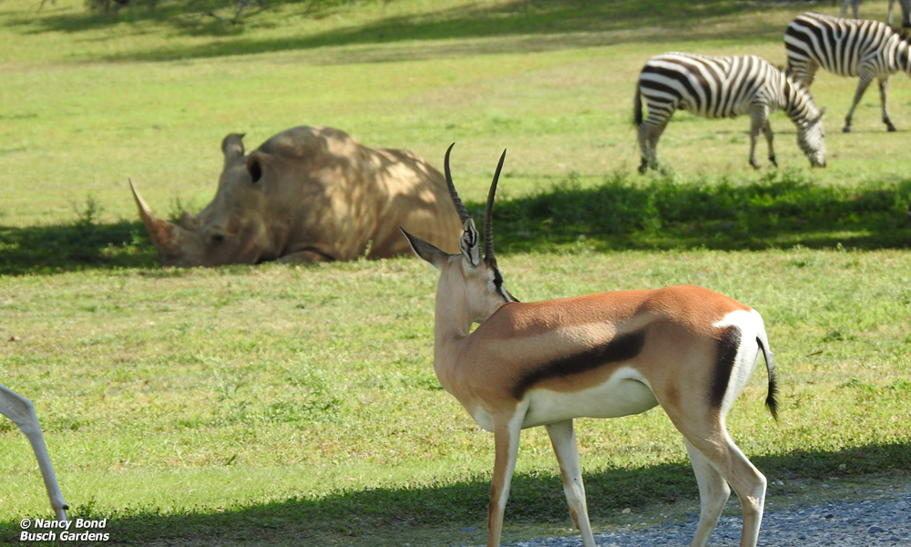 Thomson's Gazelle drinking from stream in Serengeti