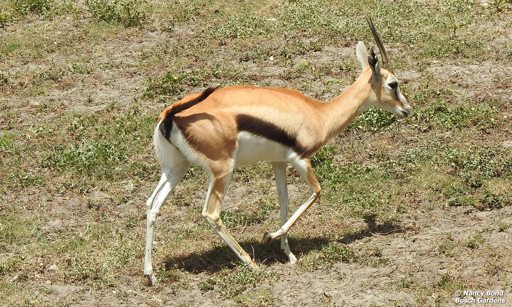 Thomson's Gazelle drinking from stream in Serengeti