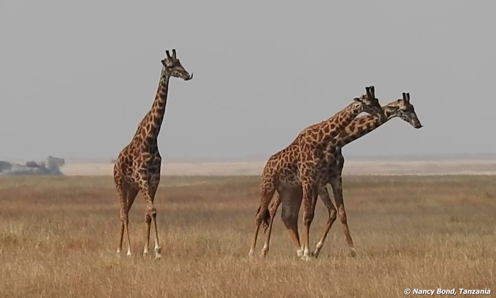 Male giraffes are practicing their battle moves called necking.