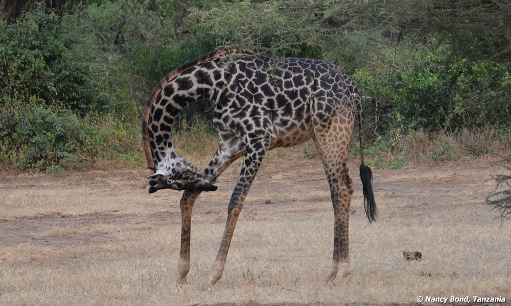 Pictures of Giraffes in Tanzania, Africa.