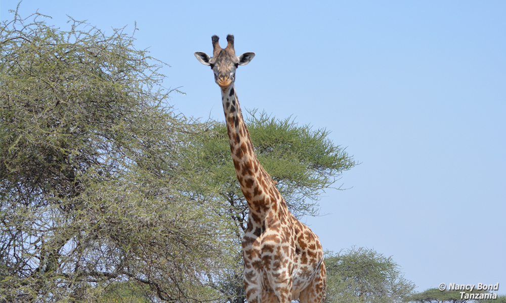 Maasai Giraffes have a beautiful design that looks similar to oak leaves.
