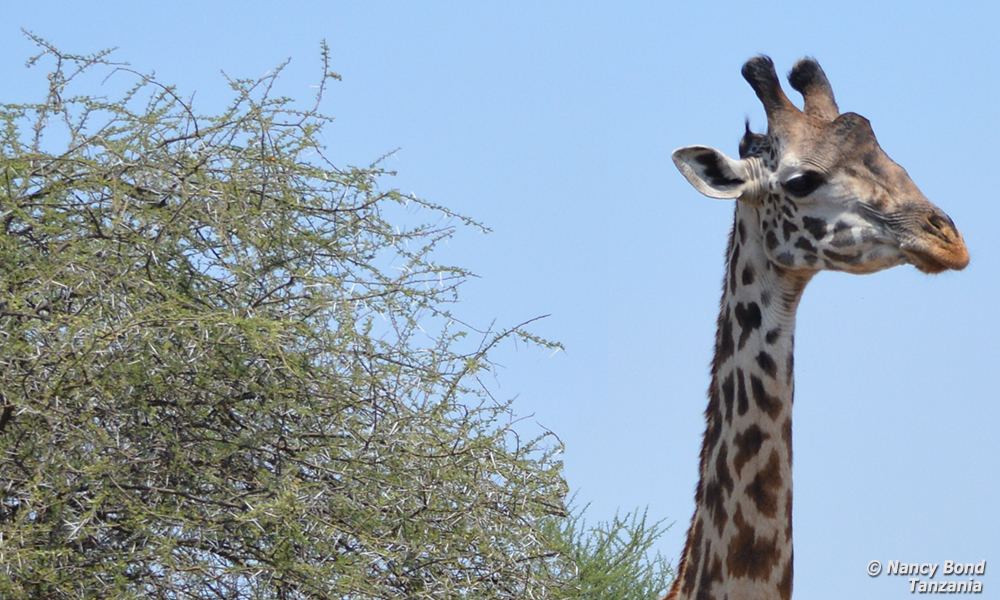 Acacias have long needles for the giraffe tongues to navigate.