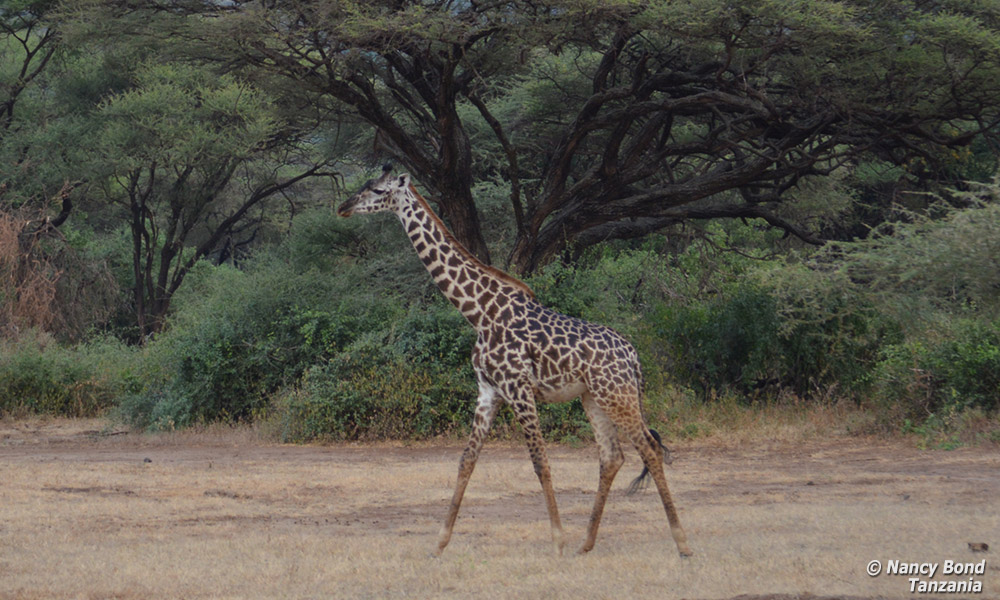 Maasai Giraffes in Serengeti, Africa