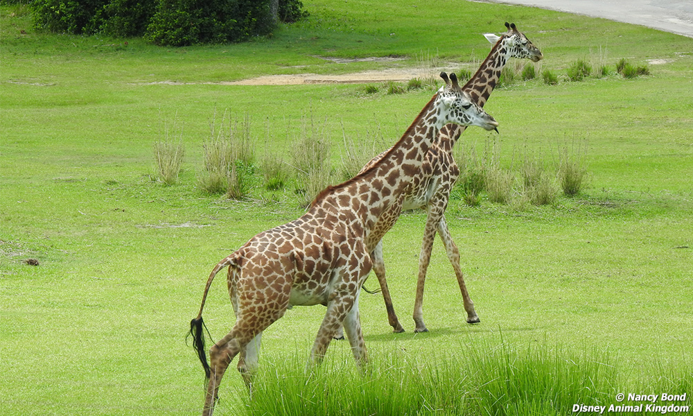 Giraffes spend time together and sleep very little.