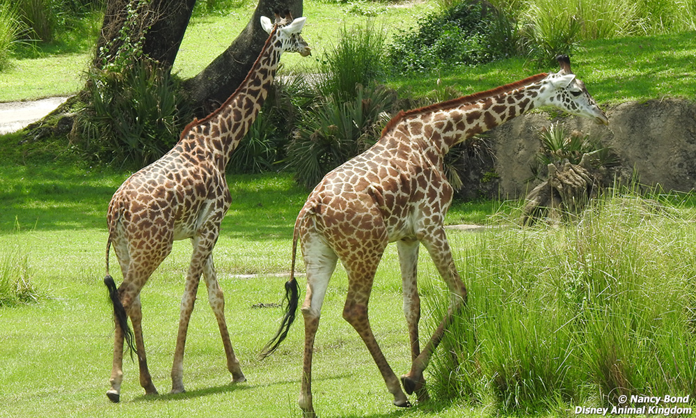 Giraffes eat all day long.