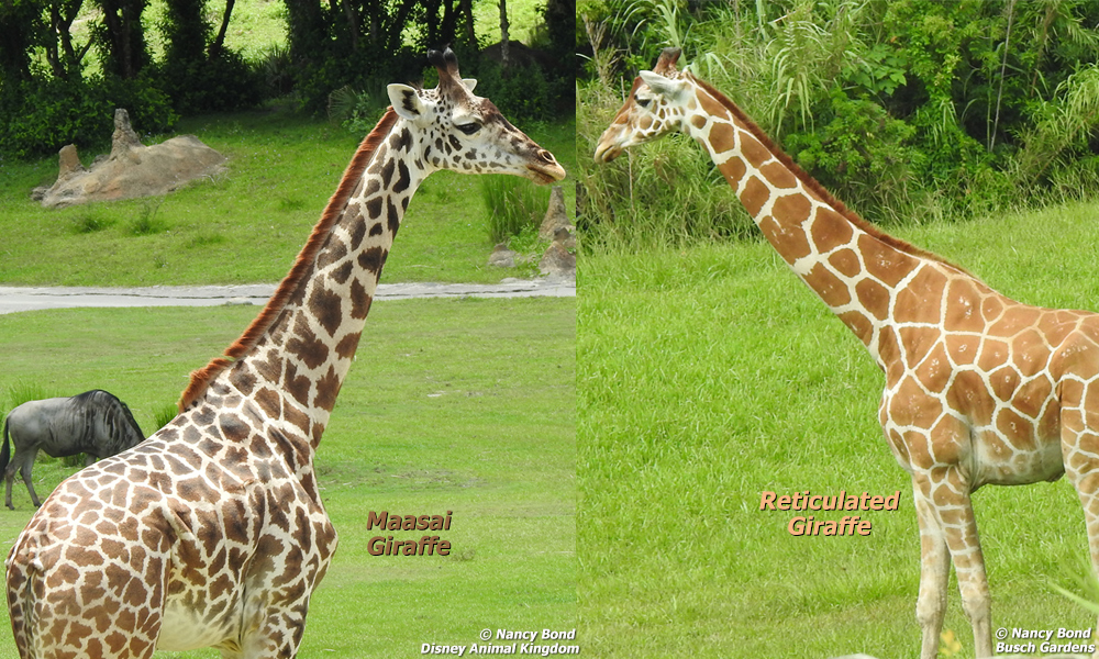 Maasai Giraffes live in Serengeti.