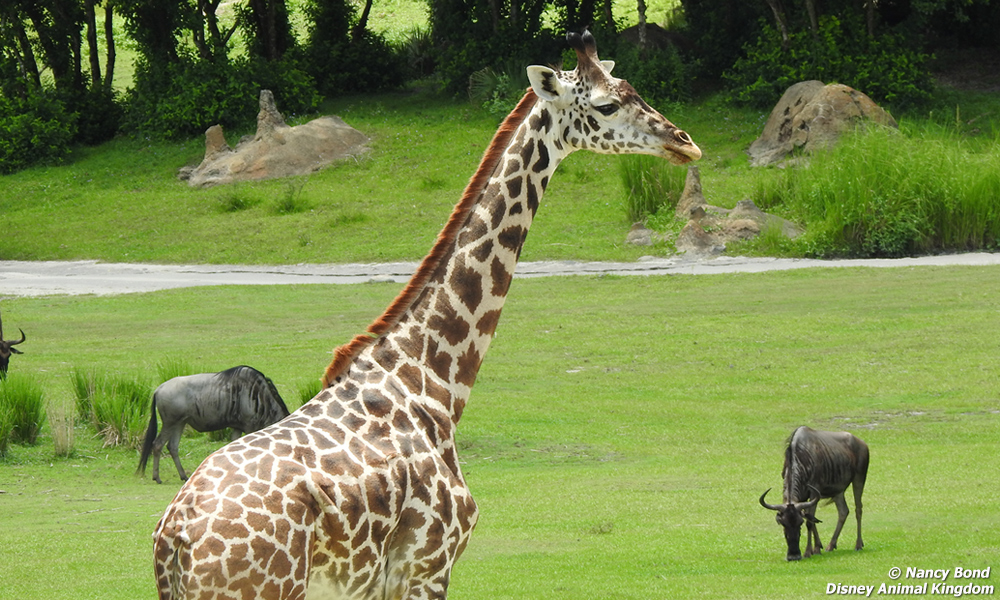 Seeing a giraffe with a wildebeest reminds us how much taller they are.
