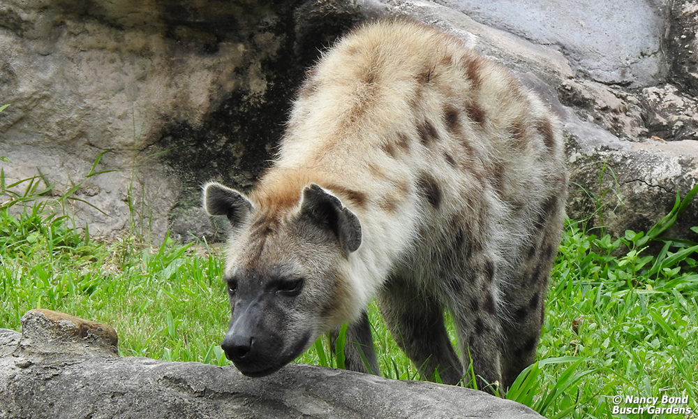 Spotted Hyenas have a strong sense of smell.