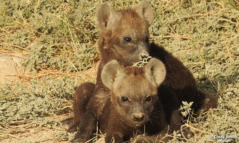 Hyena cubs inherit the mother's status in the clan.