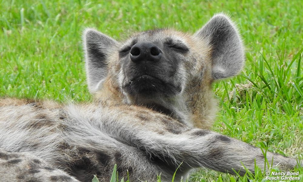 Spotted Hyenas are most active after dark.