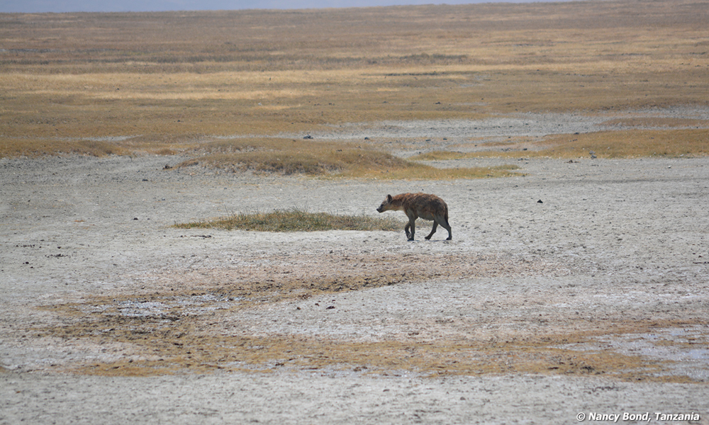 Spotted Hyenas have large territories of up to 7000 acres.