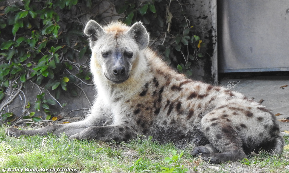 Spotted Hyenas live in large groups called clans.