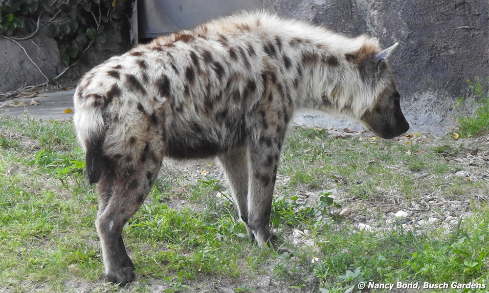 Female Spotted Hyenas are the alpha.