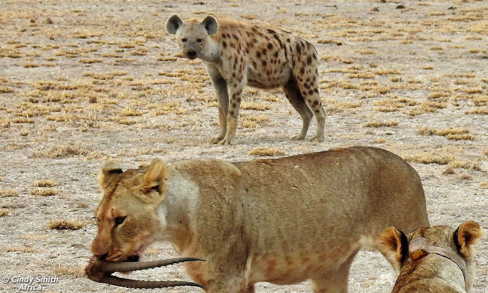 Spotted Hyenas hunt and kill most of their food - about 70%.